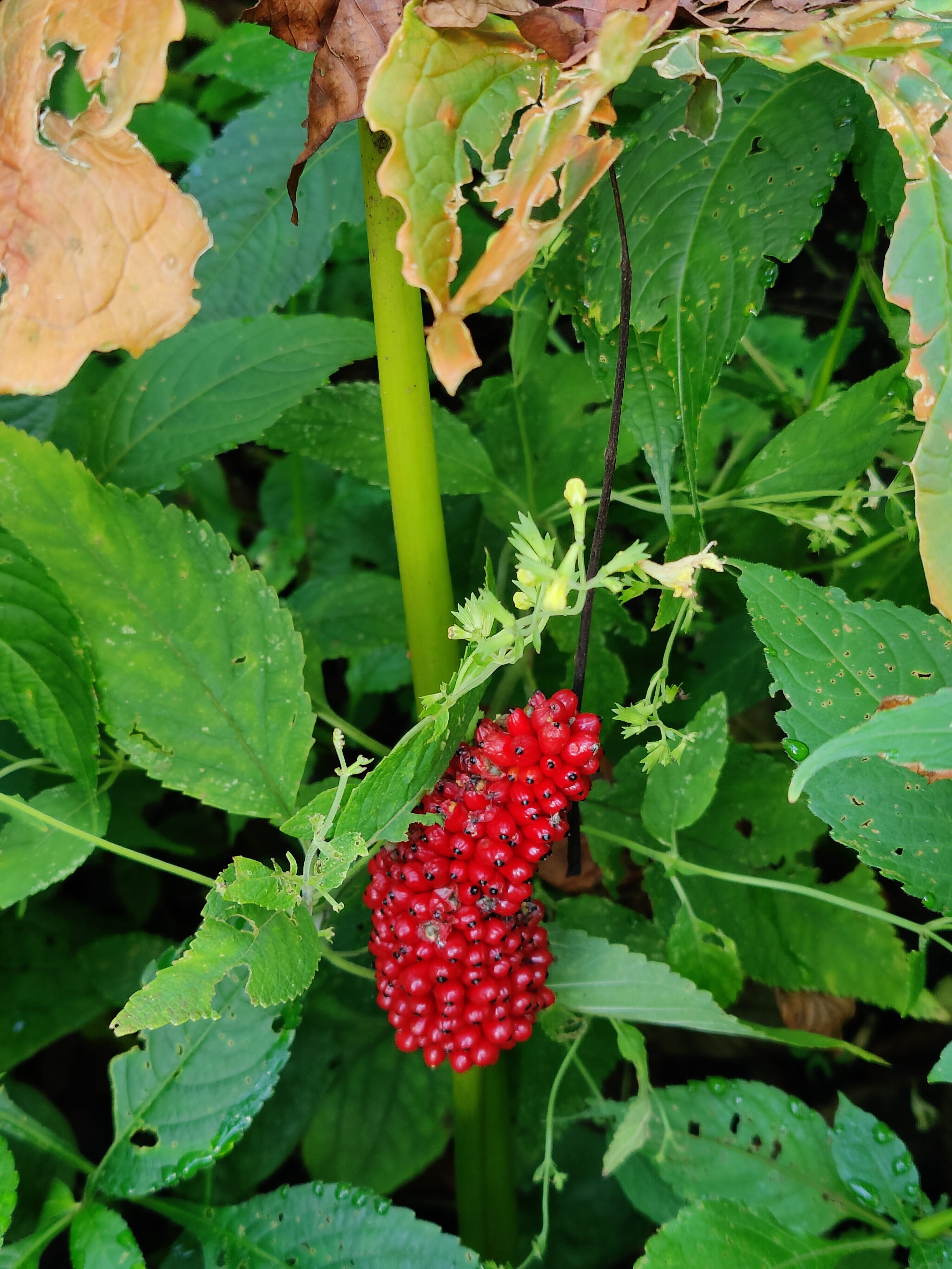 Arisaema Serratum
