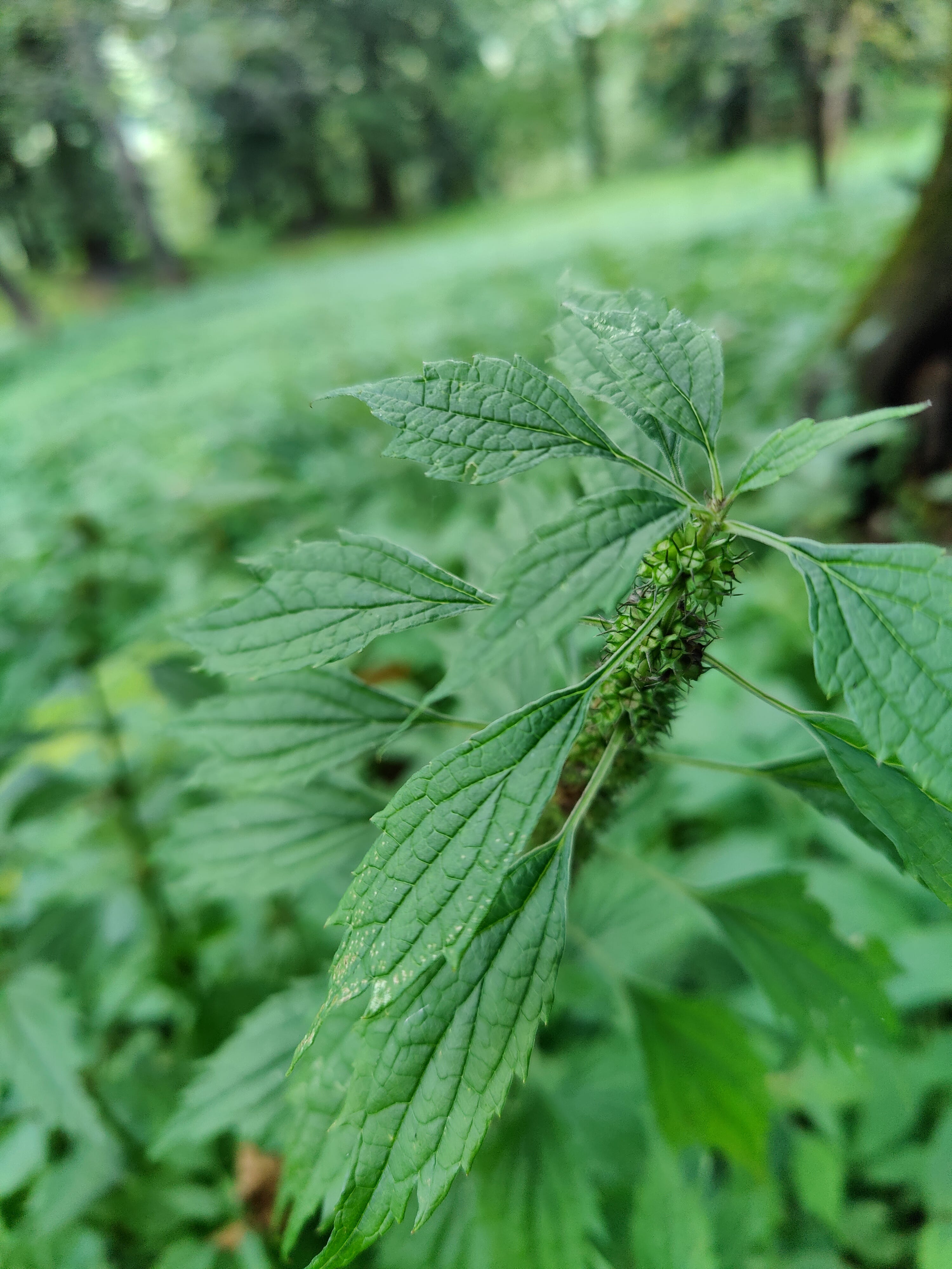 Common Motherwort