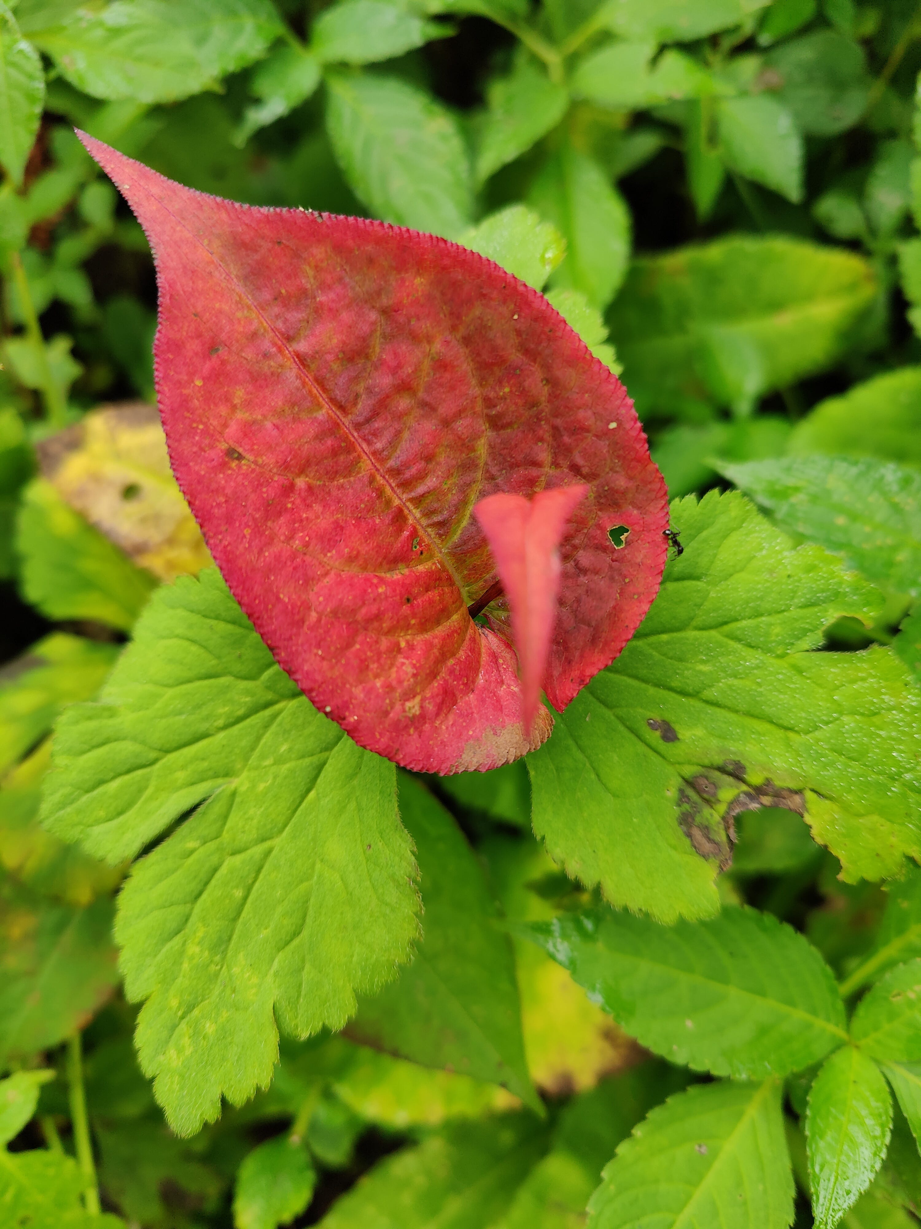 Not identified