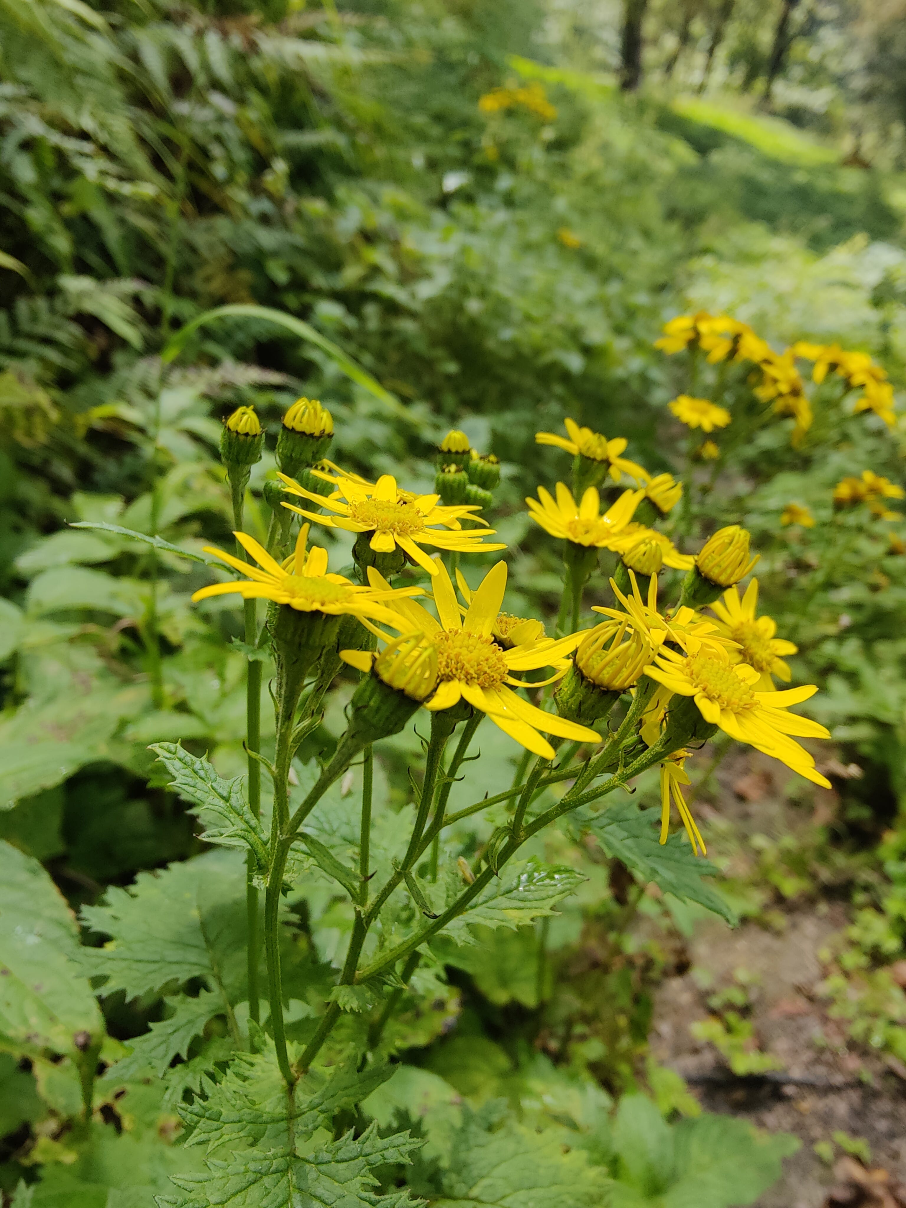 Oxford Ragwort