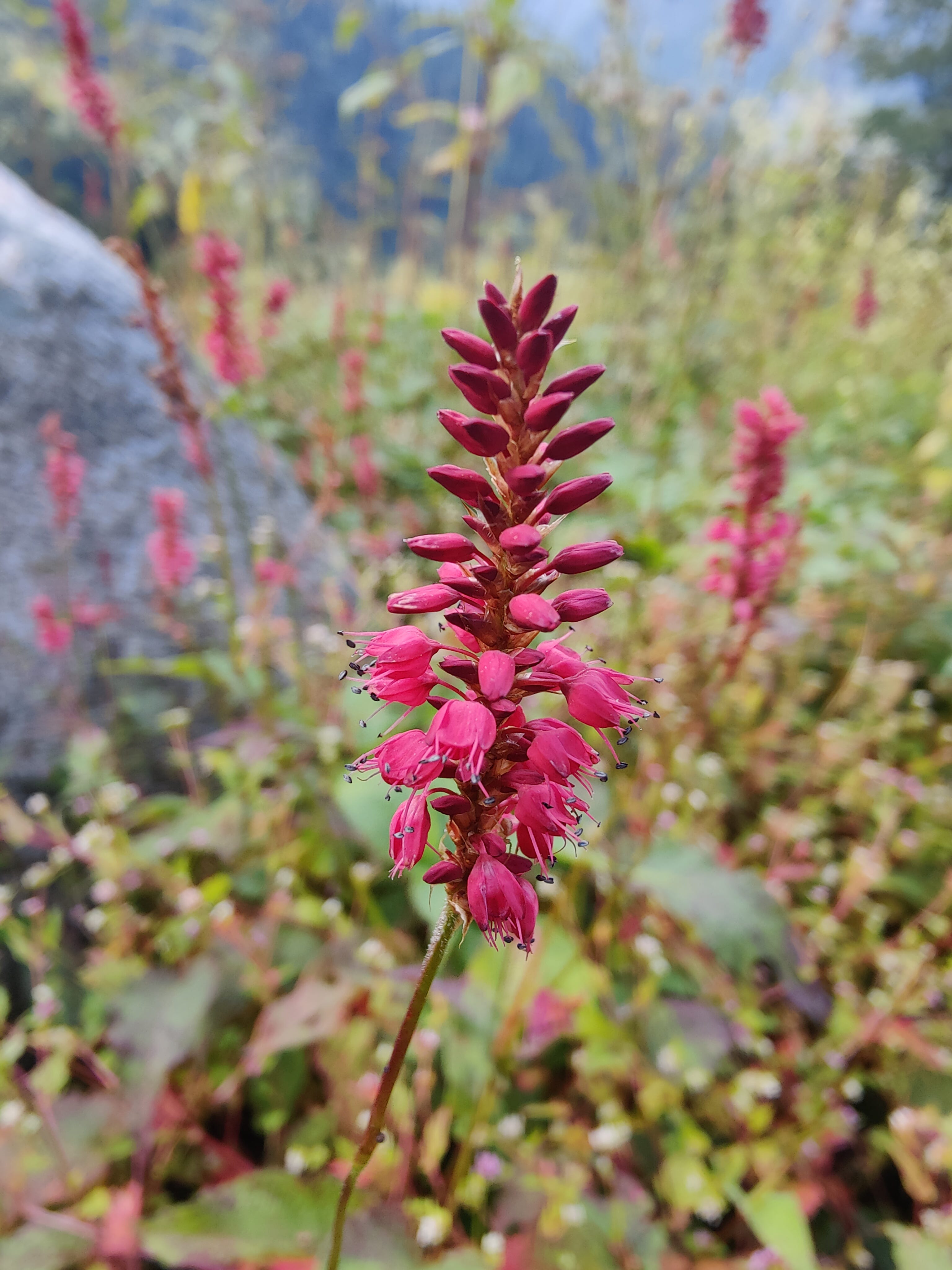 Red Bistort