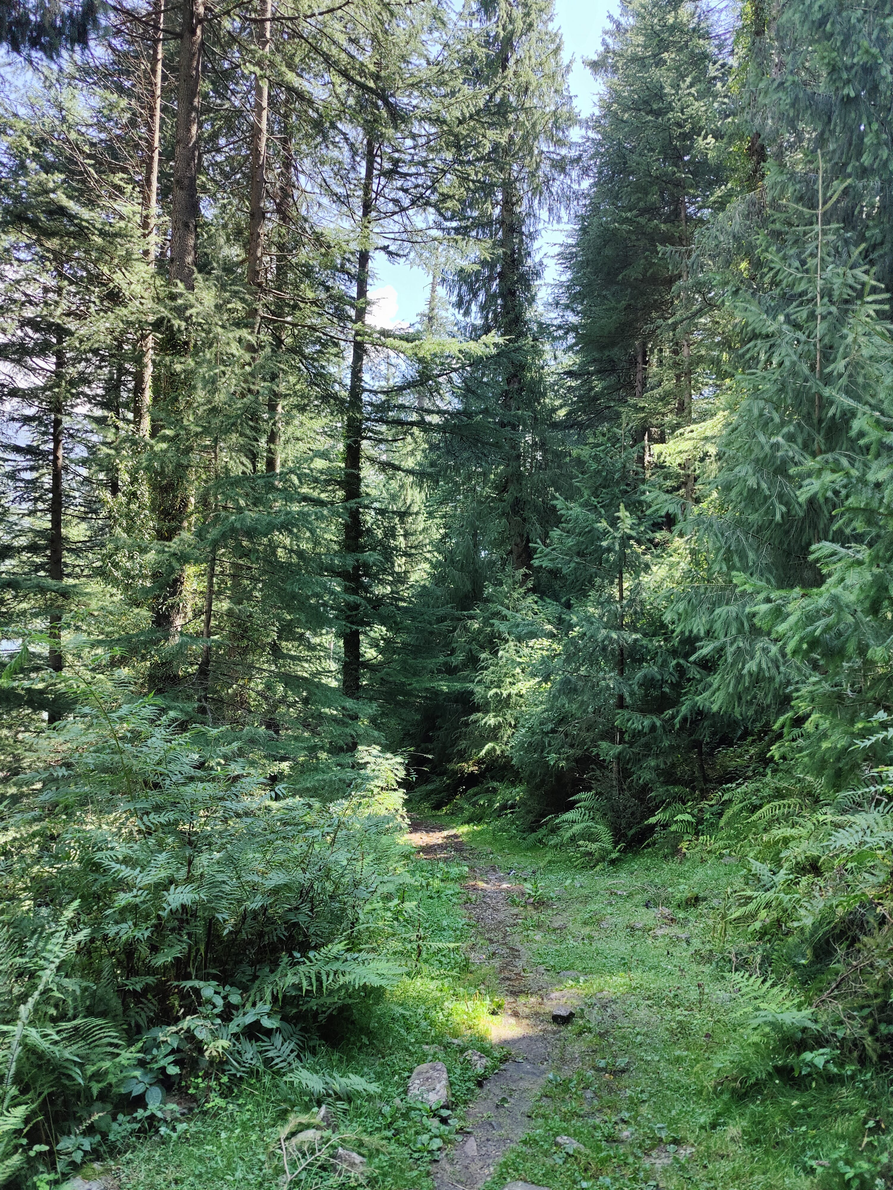 First jungle view