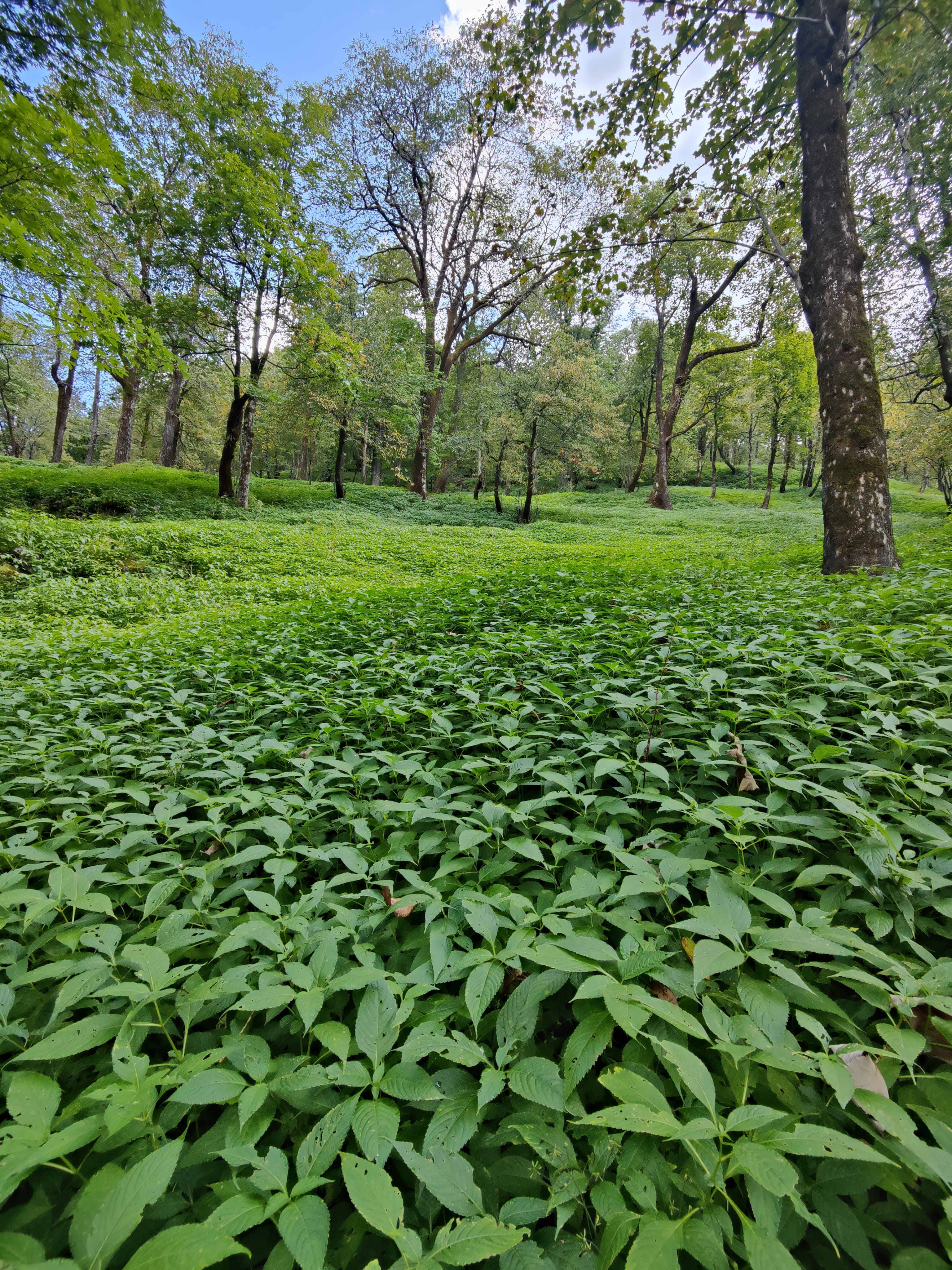 Jungle bushes view