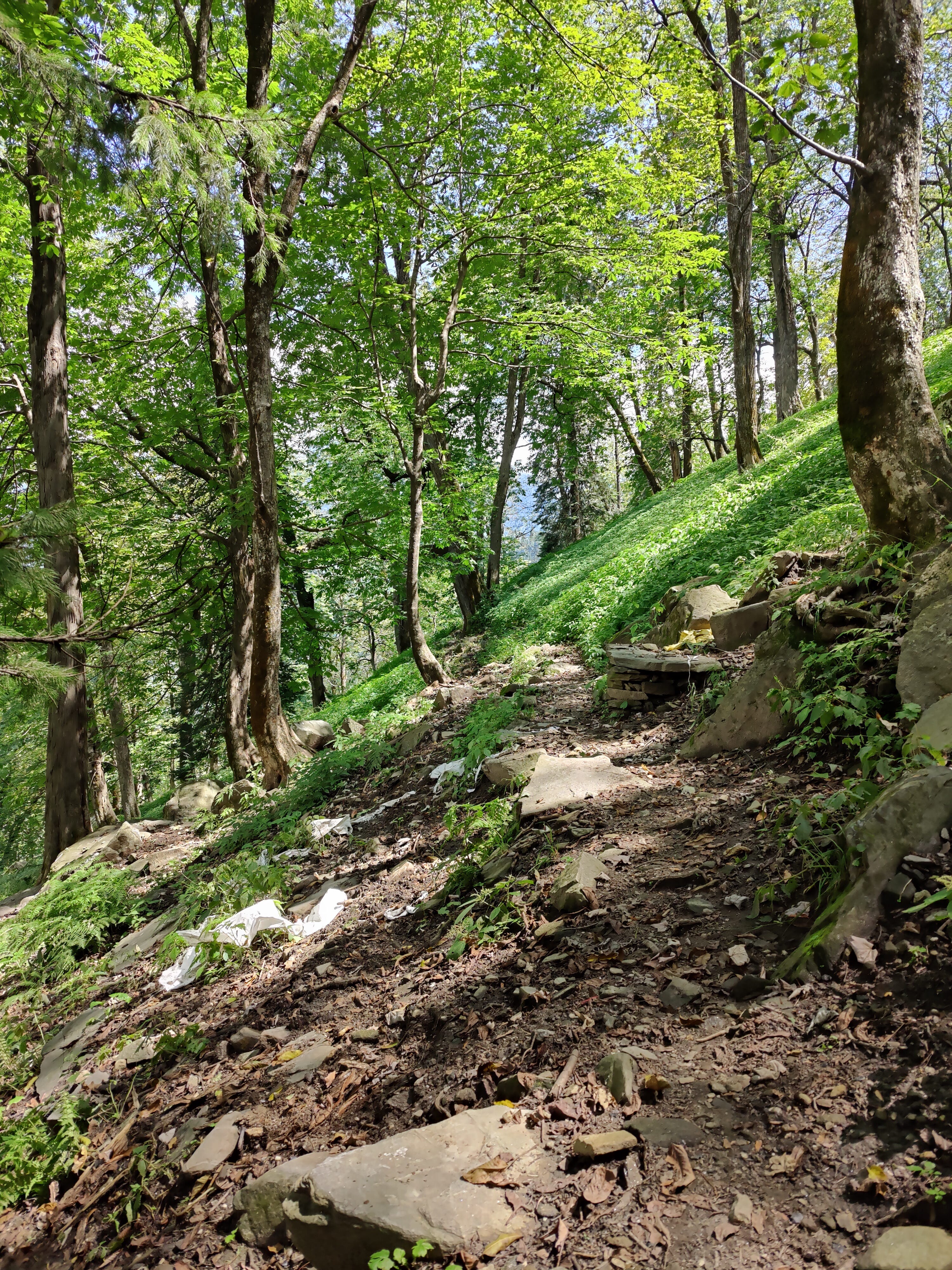 Trail passing through jungle